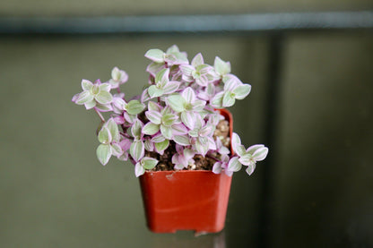 Pink Panther - Pink Lady - Bolivian Jewel - Callisia repens - Wandering Jew Plant 2" 4" 6” Ship with Pot