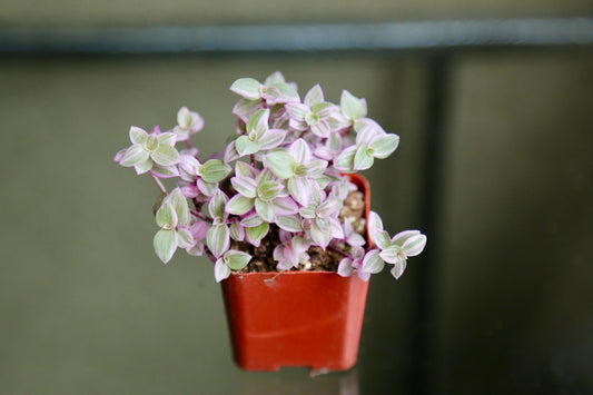 Pink Panther - Pink Lady - Bolivian Jewel - Callisia repens - Wandering Jew Plant 2" 4" 6” Ship with Pot