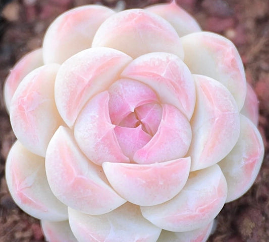 Rare Succulent, Echeveria Japanese White Peach Sp, 10 Seeds