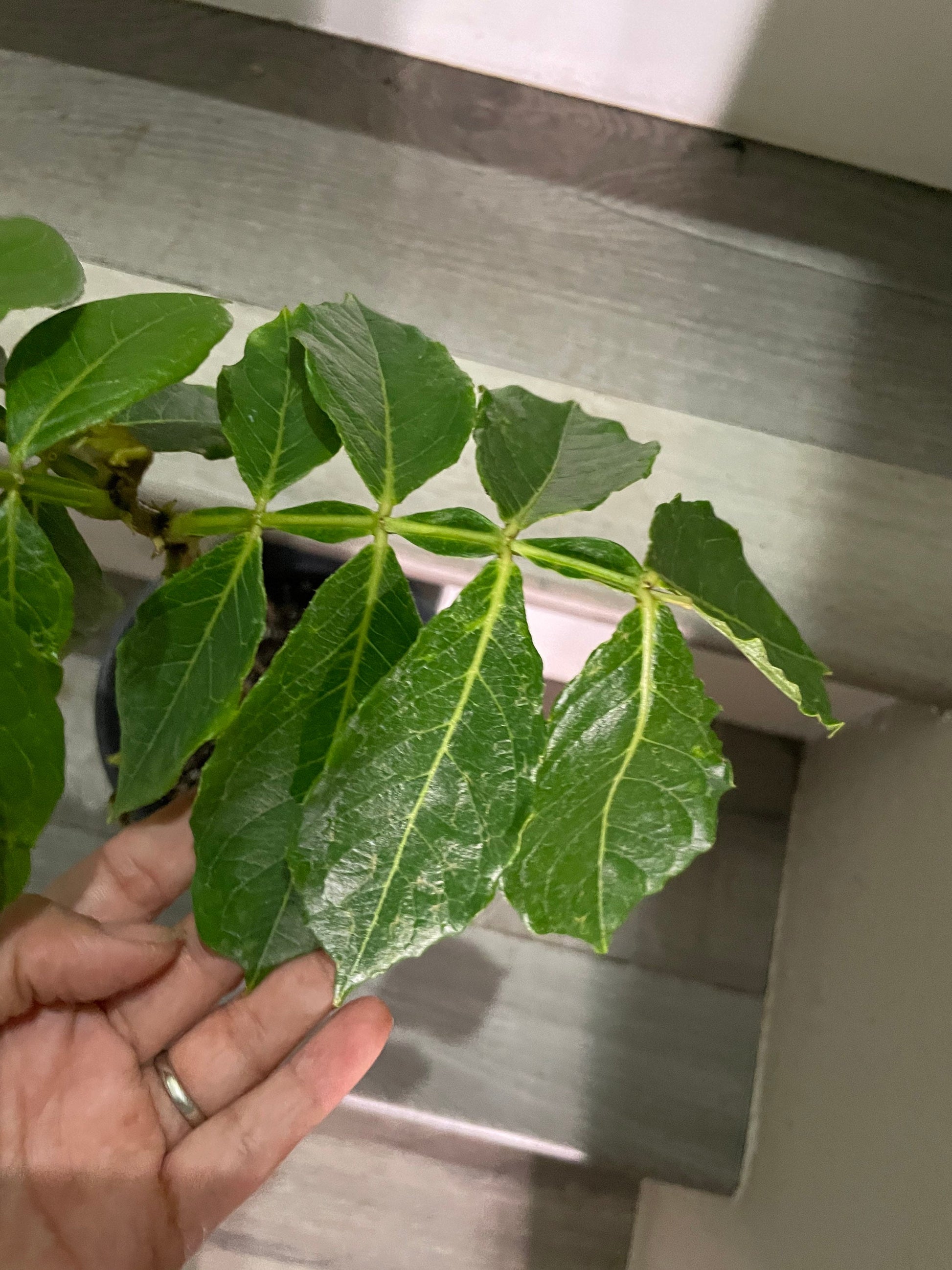 1 ft- Cream Bean Tree. Edible  cotton candy fruit-grown in full sun-inga edulis-feuilleei- nitrogen fixer