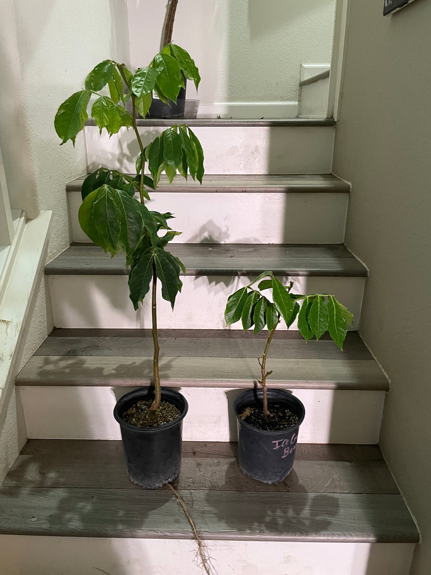 1 ft- Cream Bean Tree. Edible  cotton candy fruit-grown in full sun-inga edulis-feuilleei- nitrogen fixer