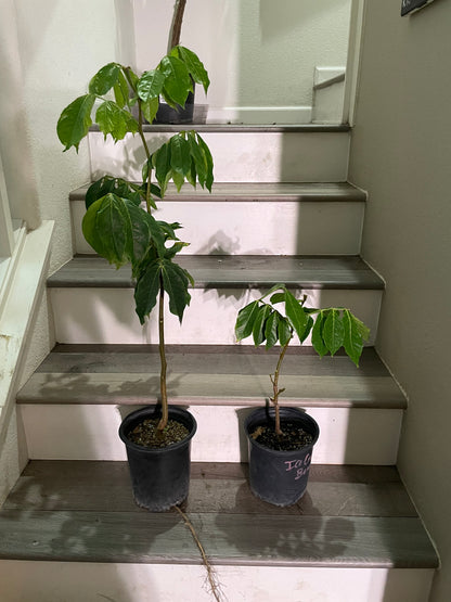 1 ft- Cream Bean Tree. Edible  cotton candy fruit-grown in full sun-inga edulis-feuilleei- nitrogen fixer