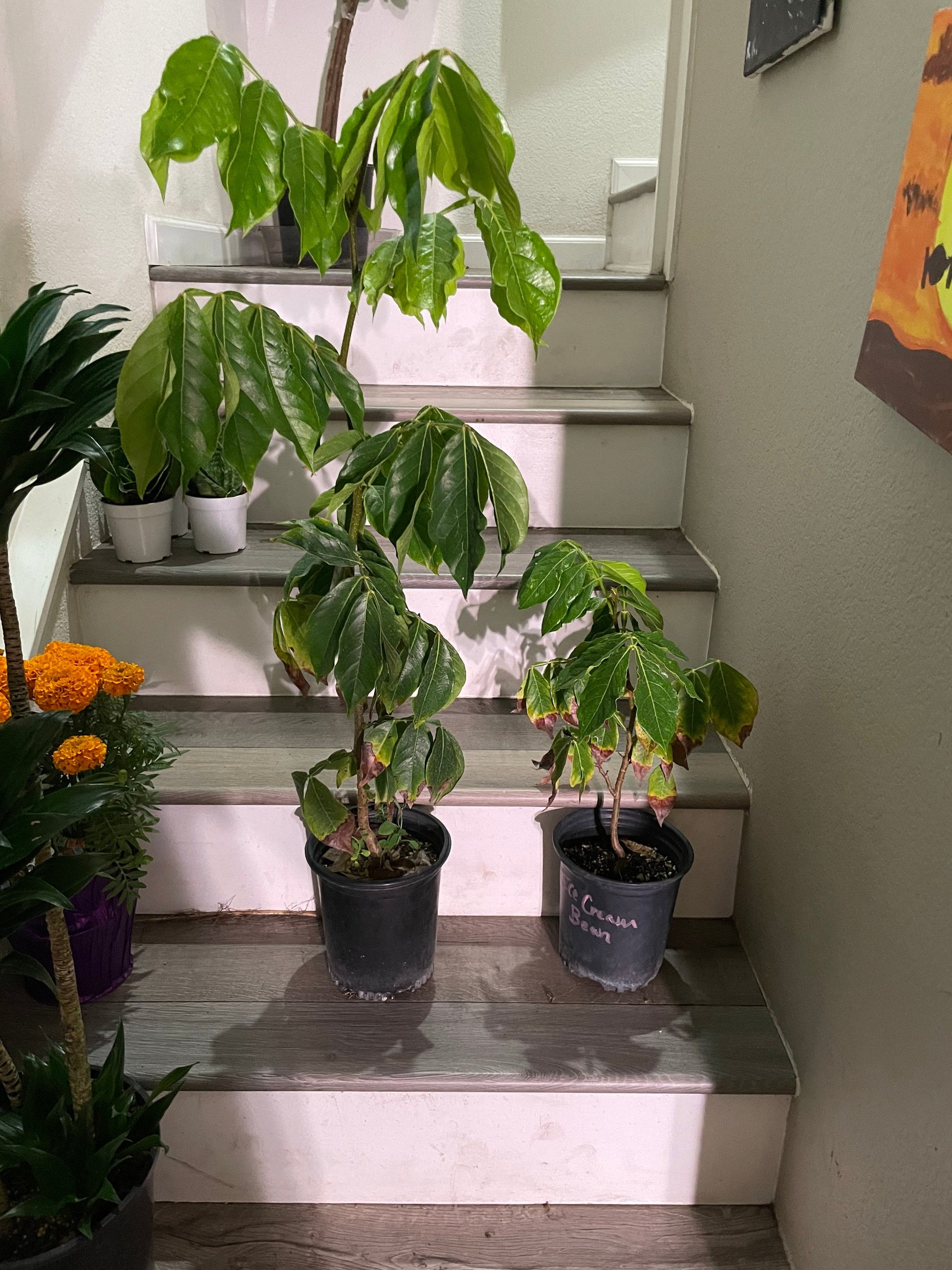 1 ft- Cream Bean Tree. Edible  cotton candy fruit-grown in full sun-inga edulis-feuilleei- nitrogen fixer