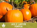 Jack O' Lantern Pumpkin Seeds - Heirloom Seeds, The Perfect Carving Halloween Pumpkin, Pie Pumpkin, Baking Pumpkin, Open Pollinated, Non-GMO