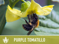 Tomatillo Purple Tomato Heirloom Seeds