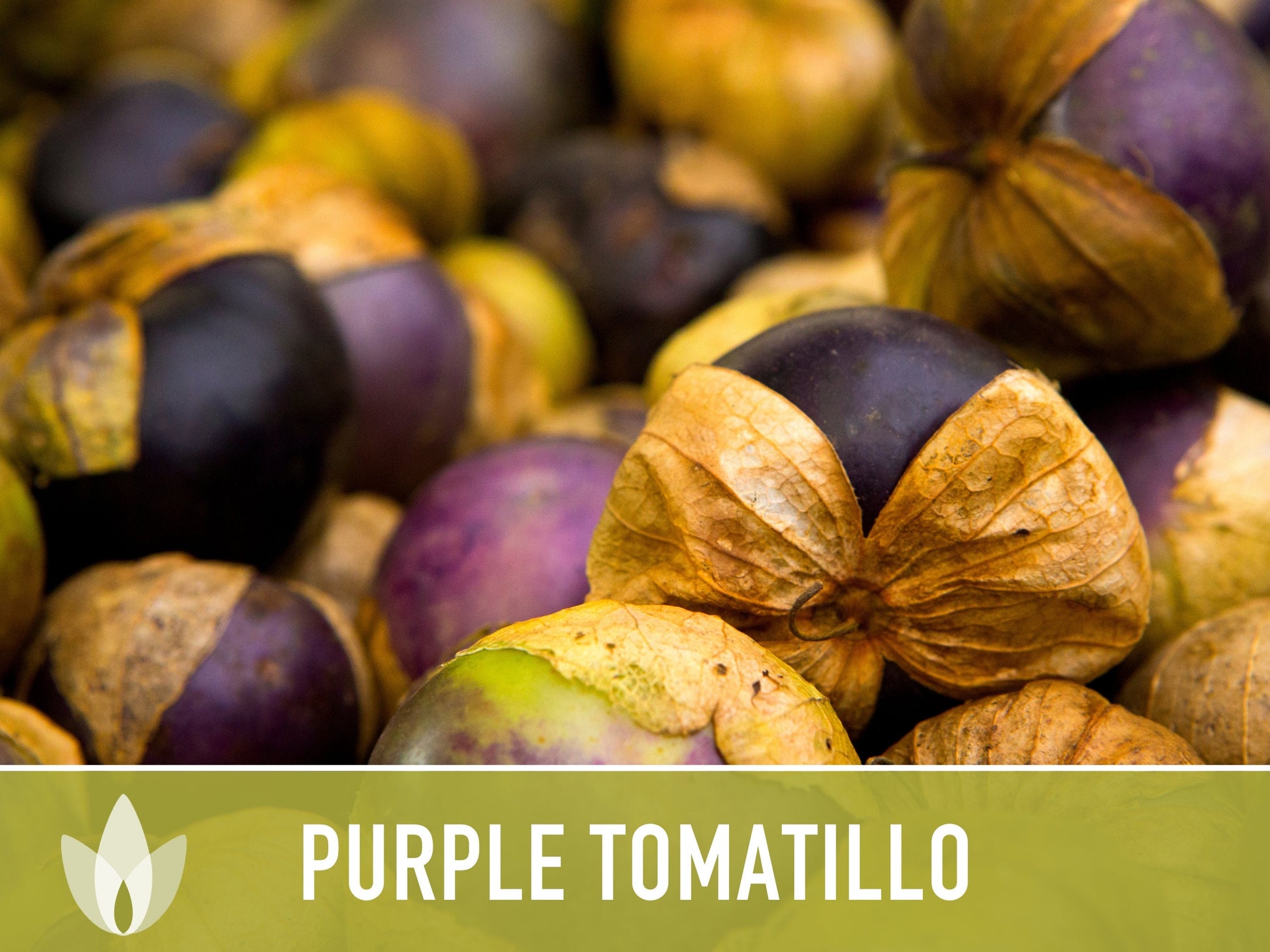 Tomatillo Purple Tomato Heirloom Seeds