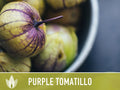 Tomatillo Purple Tomato Heirloom Seeds
