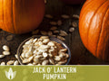 Jack O' Lantern Pumpkin Seeds - Heirloom Seeds, The Perfect Carving Halloween Pumpkin, Pie Pumpkin, Baking Pumpkin, Open Pollinated, Non-GMO