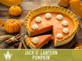 Jack O' Lantern Pumpkin Seeds - Heirloom Seeds, The Perfect Carving Halloween Pumpkin, Pie Pumpkin, Baking Pumpkin, Open Pollinated, Non-GMO