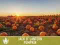 Jack O' Lantern Pumpkin Seeds - Heirloom Seeds, The Perfect Carving Halloween Pumpkin, Pie Pumpkin, Baking Pumpkin, Open Pollinated, Non-GMO