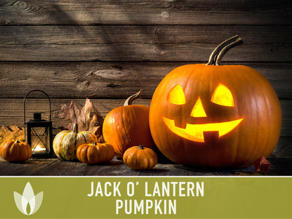 Jack O' Lantern Pumpkin Seeds - Heirloom Seeds, The Perfect Carving Halloween Pumpkin, Pie Pumpkin, Baking Pumpkin, Open Pollinated, Non-GMO