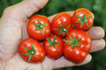 Florida Petite Micro Dwarf Tomato  30+ fresh seeds for 2025
