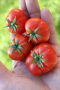 Florida Petite Micro Dwarf Tomato  30+ fresh seeds for 2025