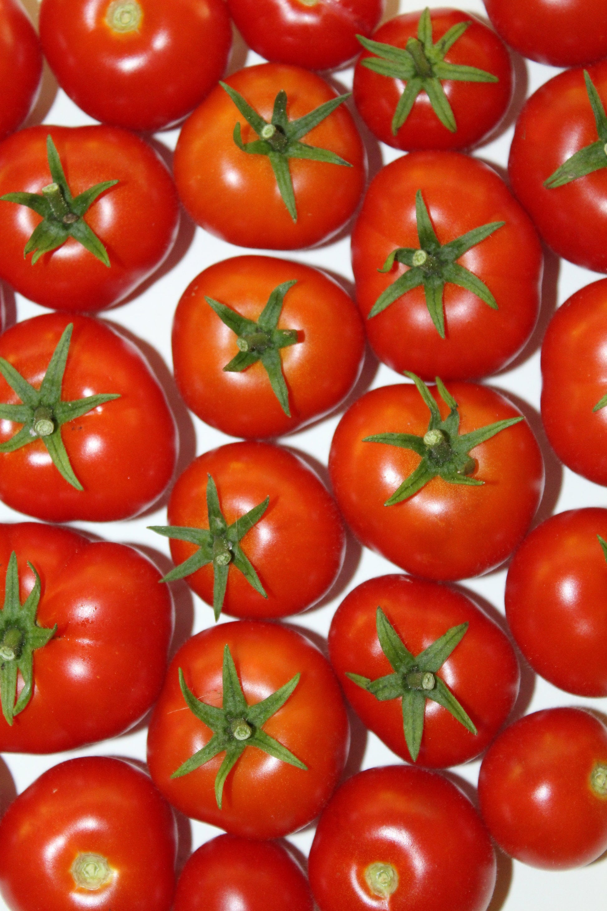 Florida Petite Micro Dwarf Tomato  30+ fresh seeds for 2025