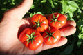 Florida Petite Micro Dwarf Tomato  30+ fresh seeds for 2025