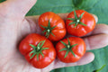Florida Petite Micro Dwarf Tomato  30+ fresh seeds for 2025