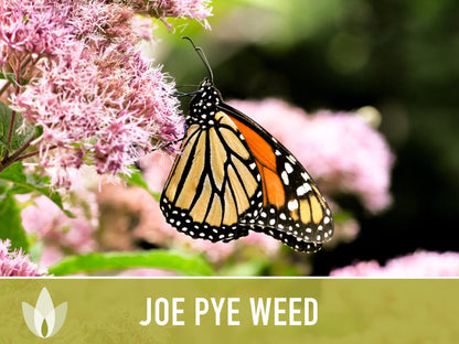 Joe Pye Weed, Spotted Flower Seeds - Heirloom Seeds, Native Seeds, Wildflower Seeds, Non-GMO