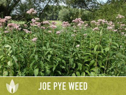 Joe Pye Weed, Spotted Flower Seeds - Heirloom Seeds, Native Seeds, Wildflower Seeds, Non-GMO