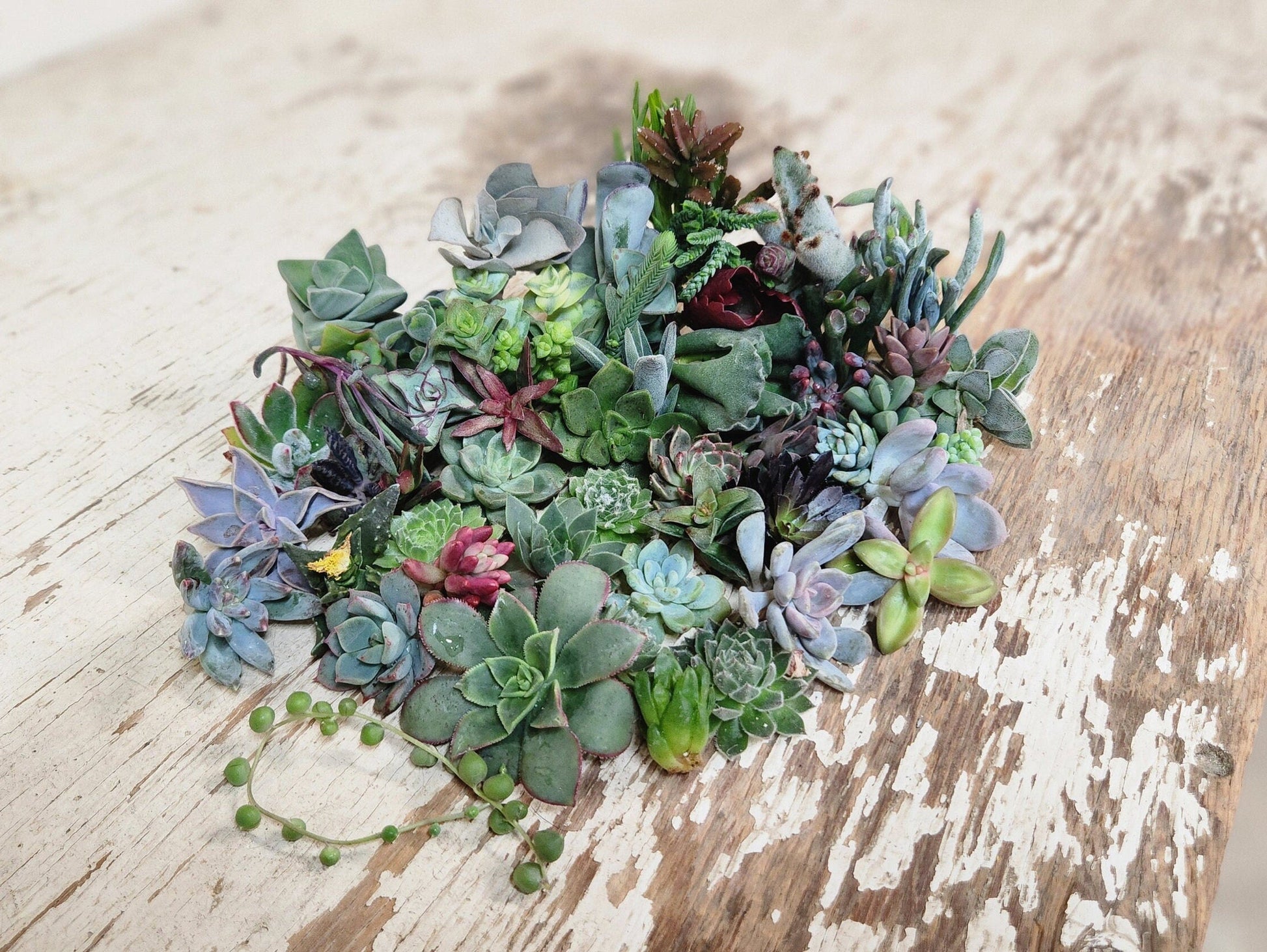 20 assorted succulent cuttings 40+ varieties possible