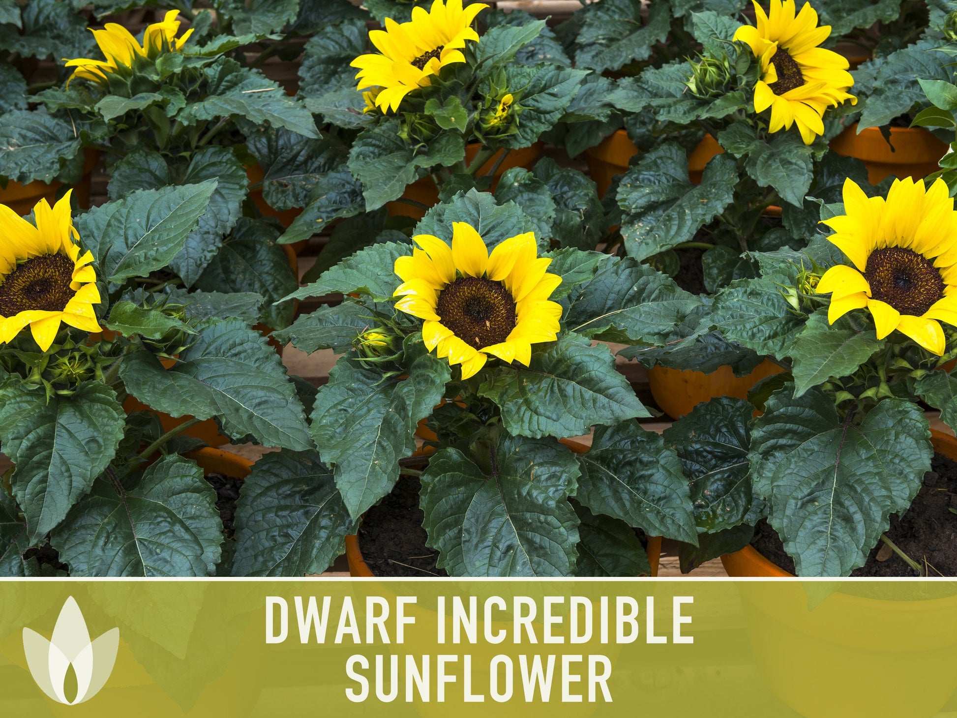 Dwarf Incredible Sunflower Seeds - Heirloom Seeds, Dwarf Sunflower, Seed Packets, Flower Seeds, Open Pollinated, Non GMO