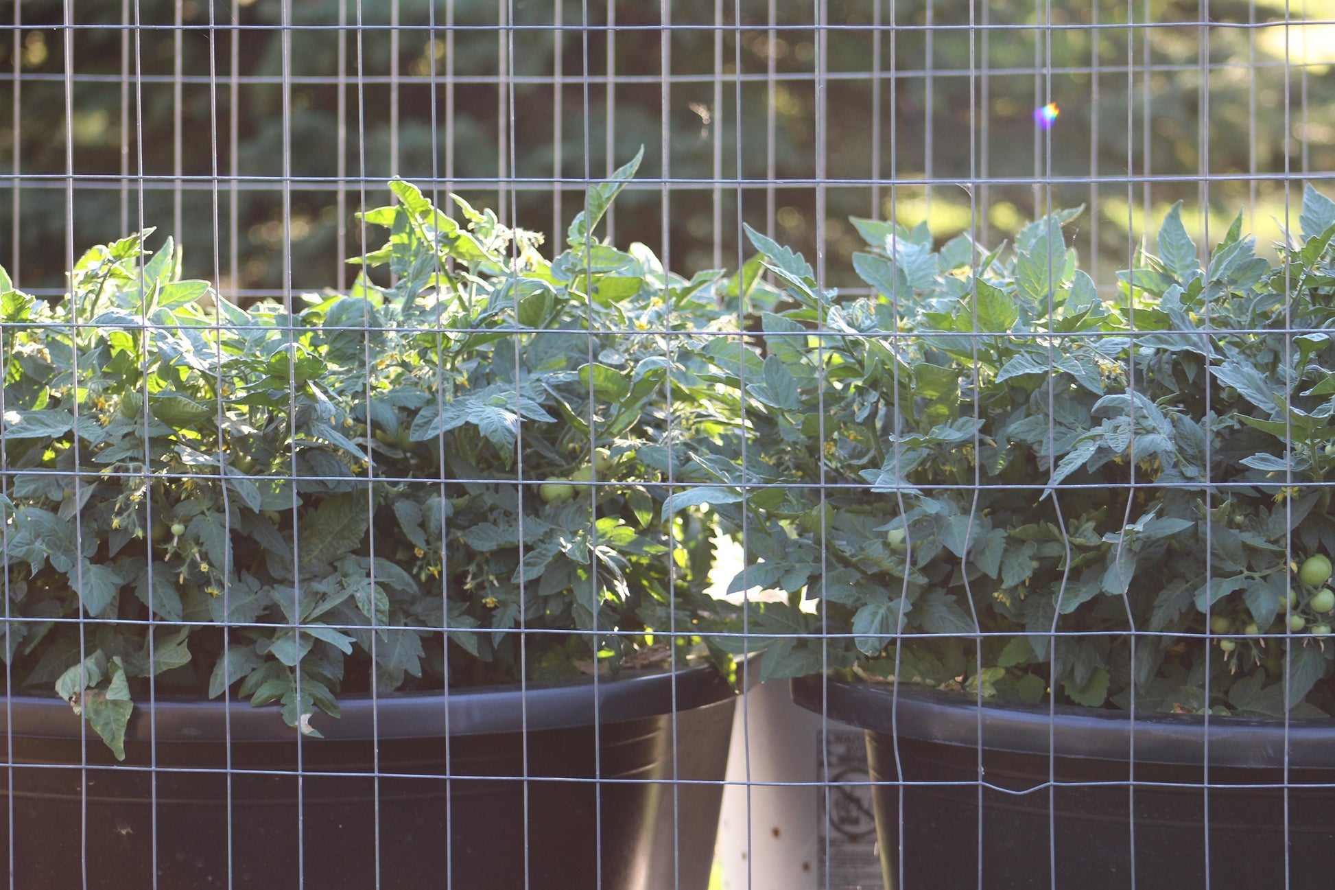 Florida Petite Micro Dwarf Tomato  30+ fresh seeds for 2025