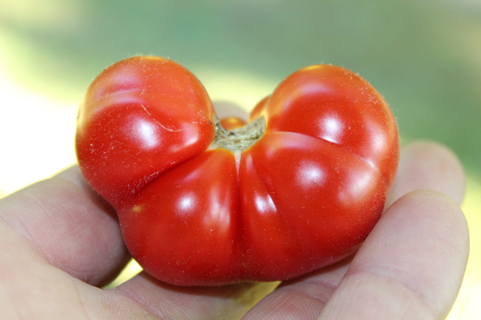 Florida Petite Micro Dwarf Tomato  30+ fresh seeds for 2025