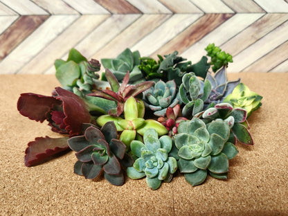 20 assorted succulent cuttings 40+ varieties possible