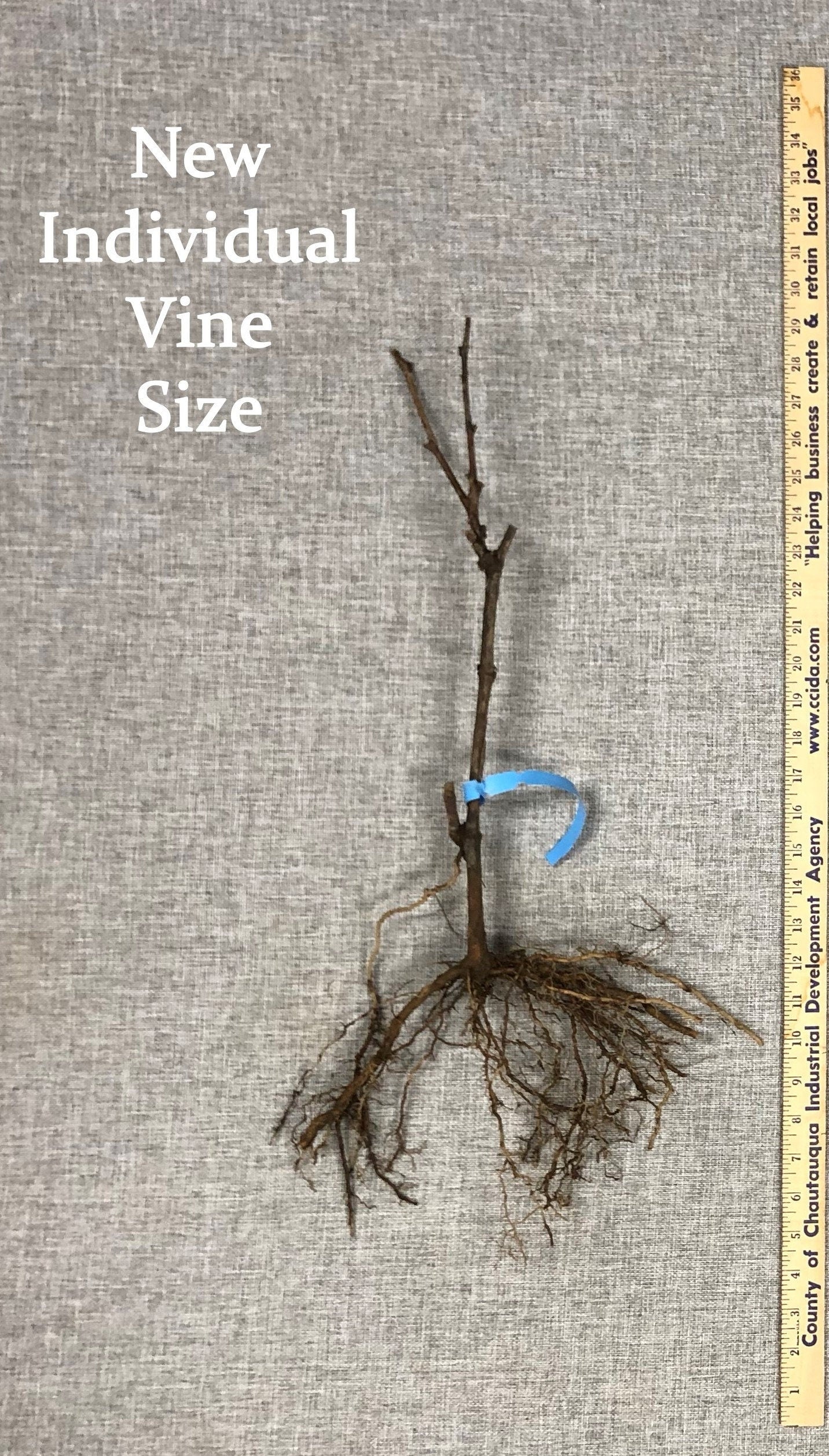 THOMCORD Seedless Grape Vine - 1 Bare Root Live Plant - Buy 4 Get 1 Free! - PREORDER April shipping!