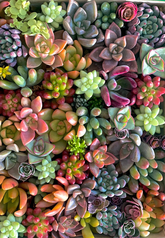 Succulent Cuttings