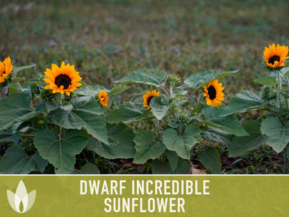 Dwarf Incredible Sunflower Seeds - Heirloom Seeds, Dwarf Sunflower, Seed Packets, Flower Seeds, Open Pollinated, Non GMO