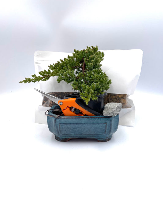 Bonsai Kit with Juniper Nana, Ceramic Pot, and Shears – Complete Starter Set