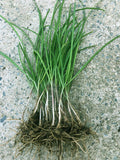 20+ Brown Root Garlic Chive Plants, Herbs, Organic Grow