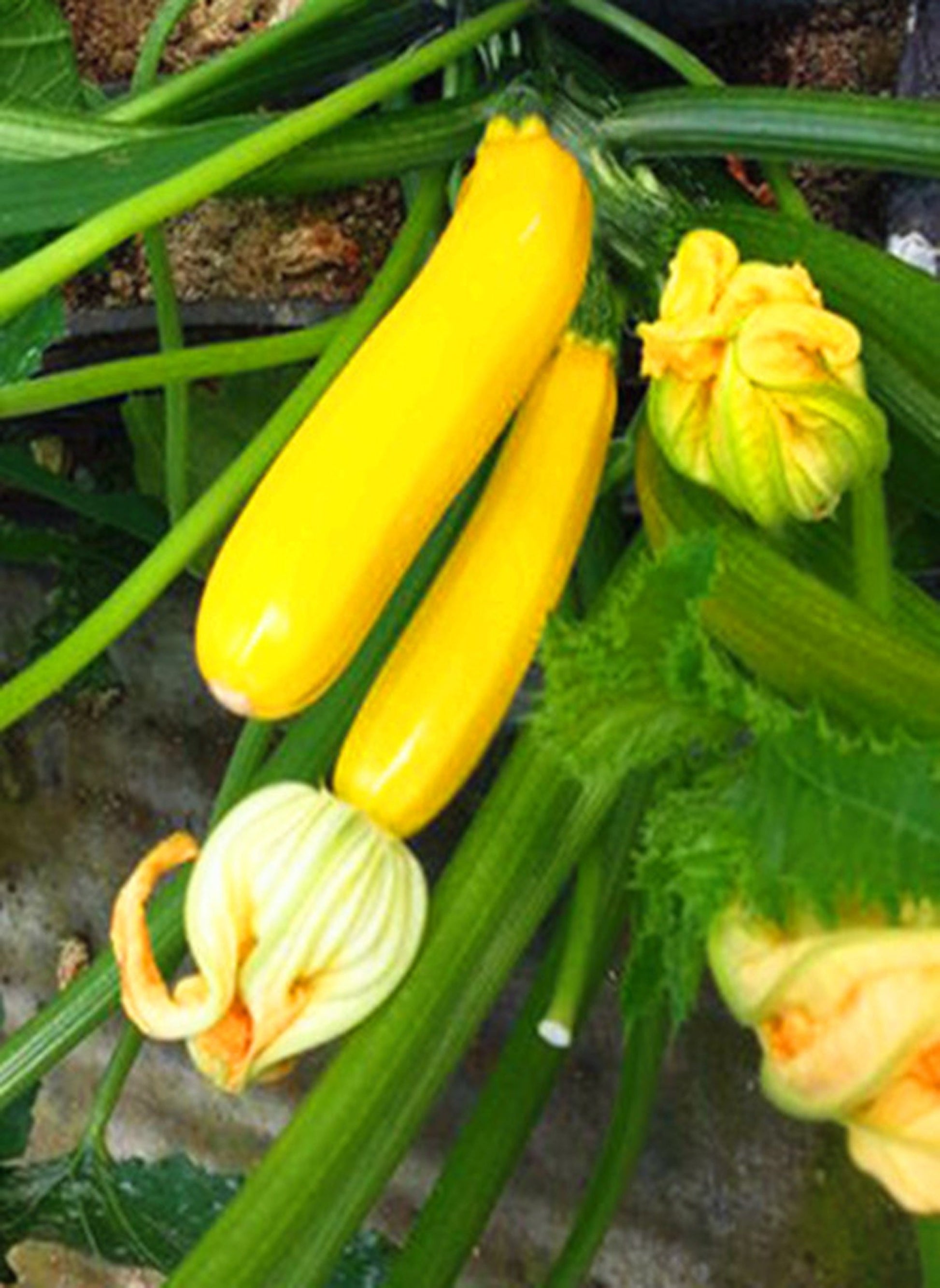 2 Zucchini live plants  in a 4”pot / organically grown from non-GMO