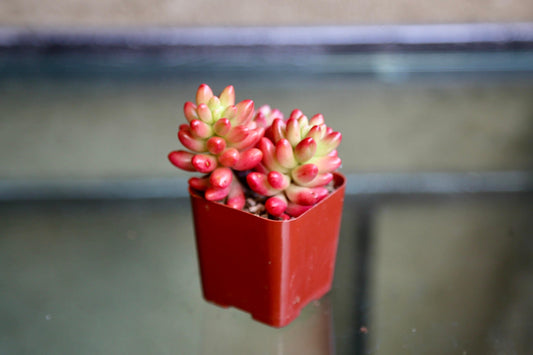Jelly Bean Succulent Sedum Rubrotinctum Live Succulent Plant in 2” 4“ Pot