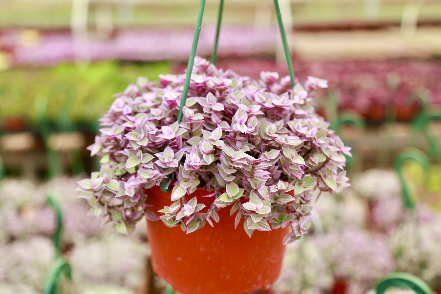 Pink Panther - Pink Lady - Bolivian Jewel - Callisia repens - Wandering Jew Plant 2" 4" 6” Ship with Pot