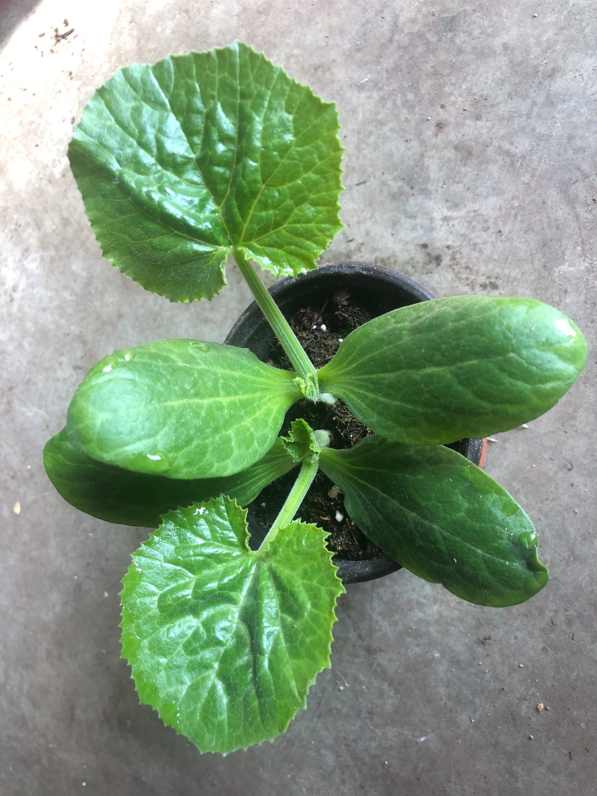 2 Zucchini live plants  in a 4”pot / organically grown from non-GMO