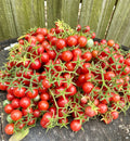 Everglades Tomato Seeds Florida Grown