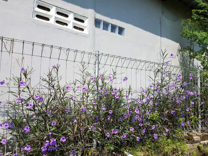 100 Blue Purple FRINGELEAF PETUNIA Wild Ruellia Humilis Perennial Native Flower Seeds