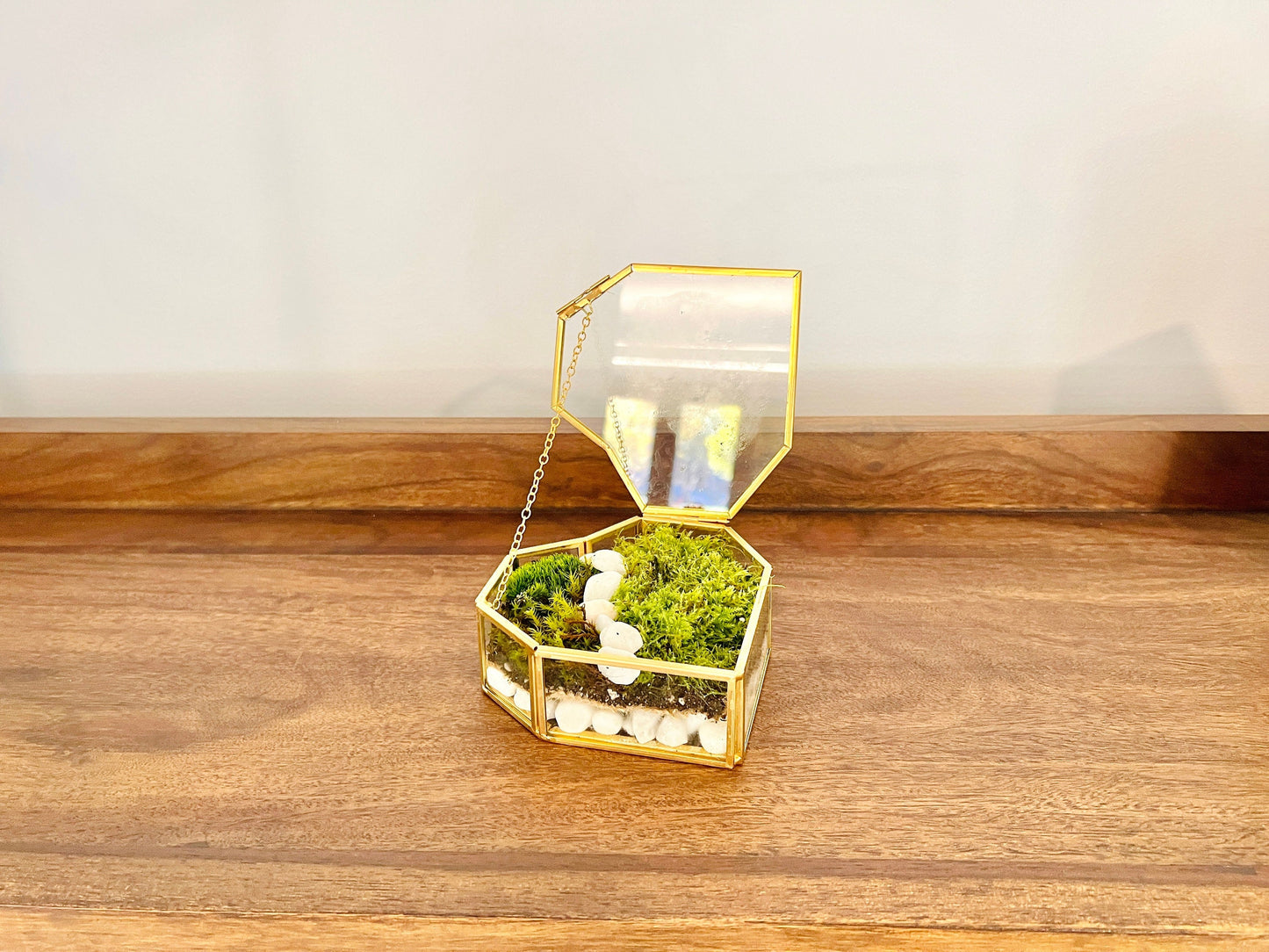 Fresh Moss Terrarium Kit: Golden Wardian Case, Live Plants (VIDEO INSTRUCTIONS)