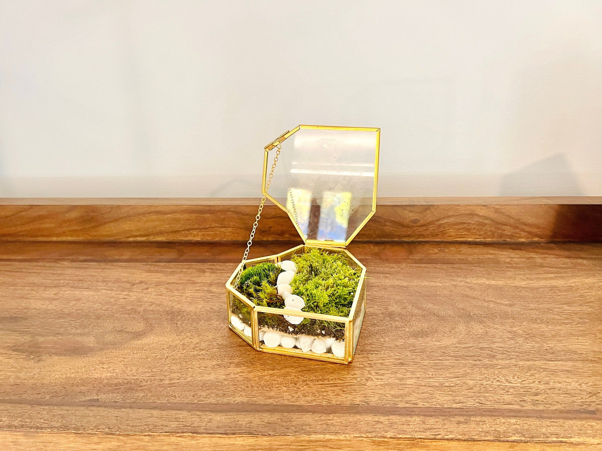 Fresh Moss Terrarium Kit: Golden Wardian Case, Live Plants (VIDEO INSTRUCTIONS)