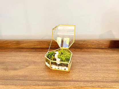 Fresh Moss Terrarium Kit: Golden Wardian Case, Live Plants (VIDEO INSTRUCTIONS)