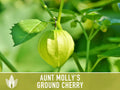 Tomatillo, Aunt Molly's Ground Cherry Seeds - Heirloom Seeds, Cape Gooseberry, Husk Tomato Seeds, Golden Berry, Open Pollinated, Non-GMO