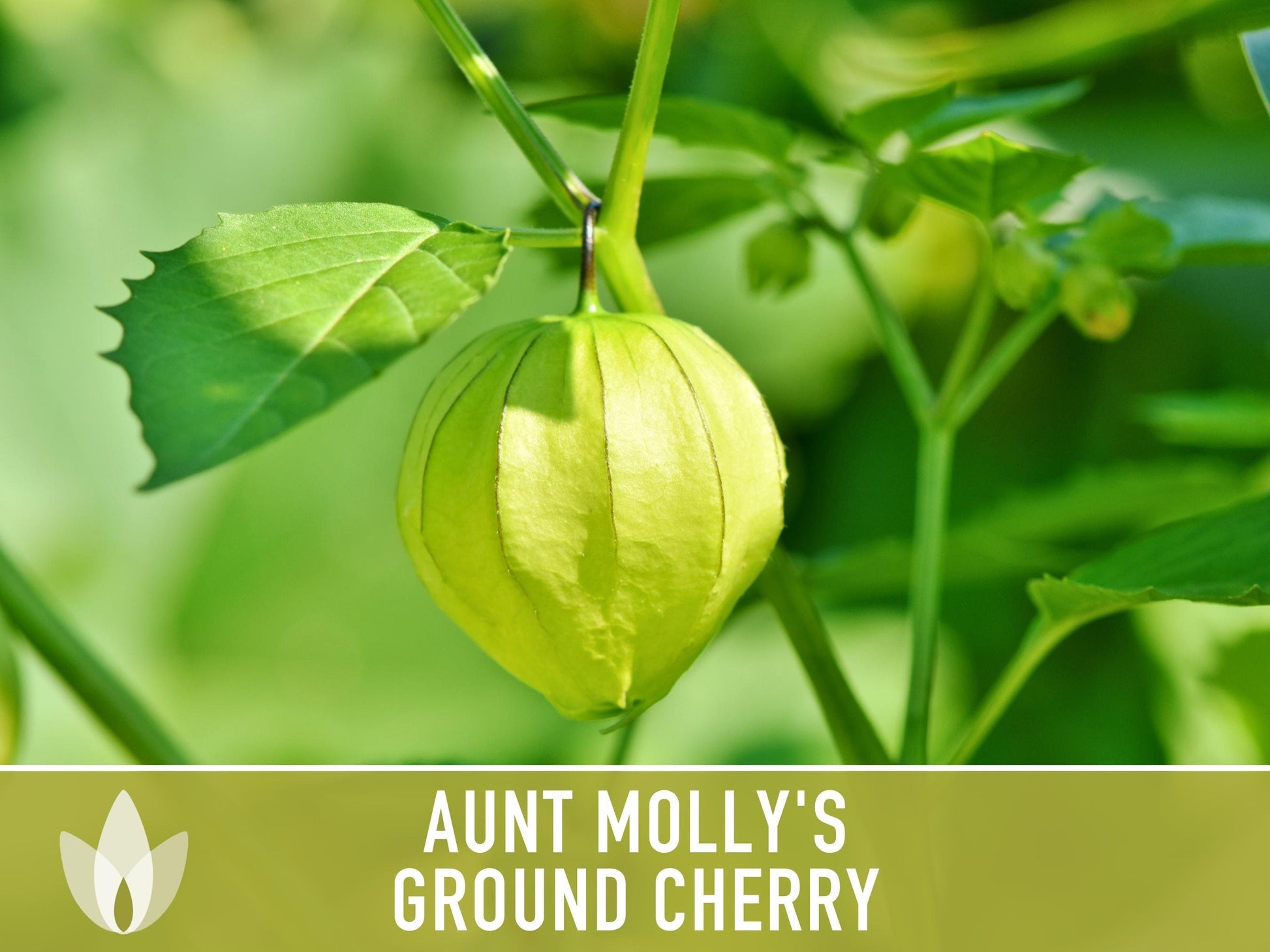 Tomatillo, Aunt Molly's Ground Cherry Seeds - Heirloom Seeds, Cape Gooseberry, Husk Tomato Seeds, Golden Berry, Open Pollinated, Non-GMO