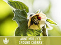 Tomatillo, Aunt Molly's Ground Cherry Seeds - Heirloom Seeds, Cape Gooseberry, Husk Tomato Seeds, Golden Berry, Open Pollinated, Non-GMO