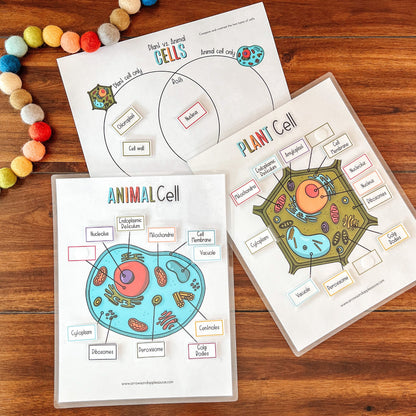 Cell Structure Diagram Printable Bundle, Plant Cell, Animal Cell, Biology Lesson, Kids Homeschool Activity, Earth Science, Coloring Page