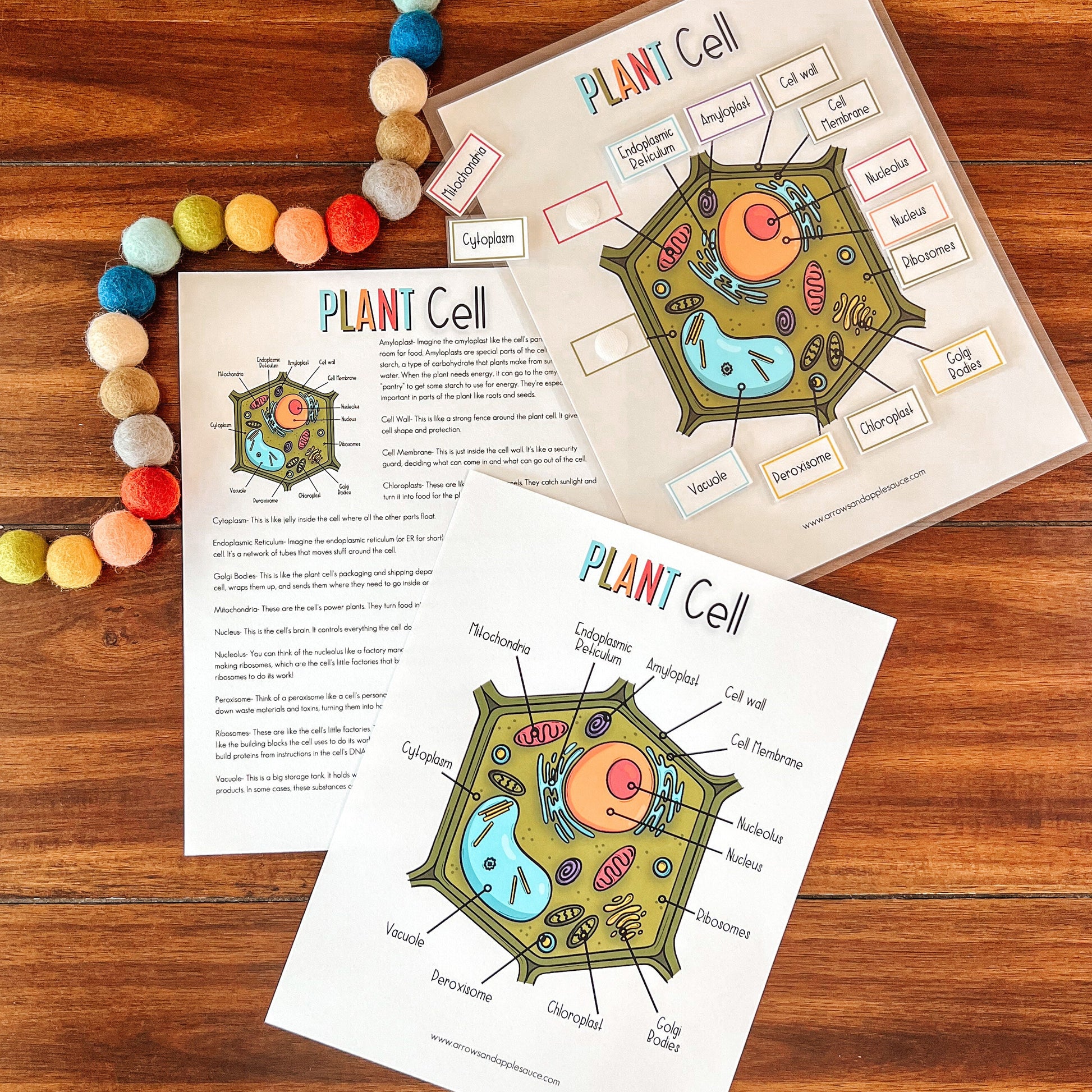 Cell Structure Diagram Printable Bundle, Plant Cell, Animal Cell, Biology Lesson, Kids Homeschool Activity, Earth Science, Coloring Page