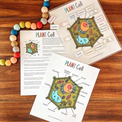 Cell Structure Diagram Printable Bundle, Plant Cell, Animal Cell, Biology Lesson, Kids Homeschool Activity, Earth Science, Coloring Page