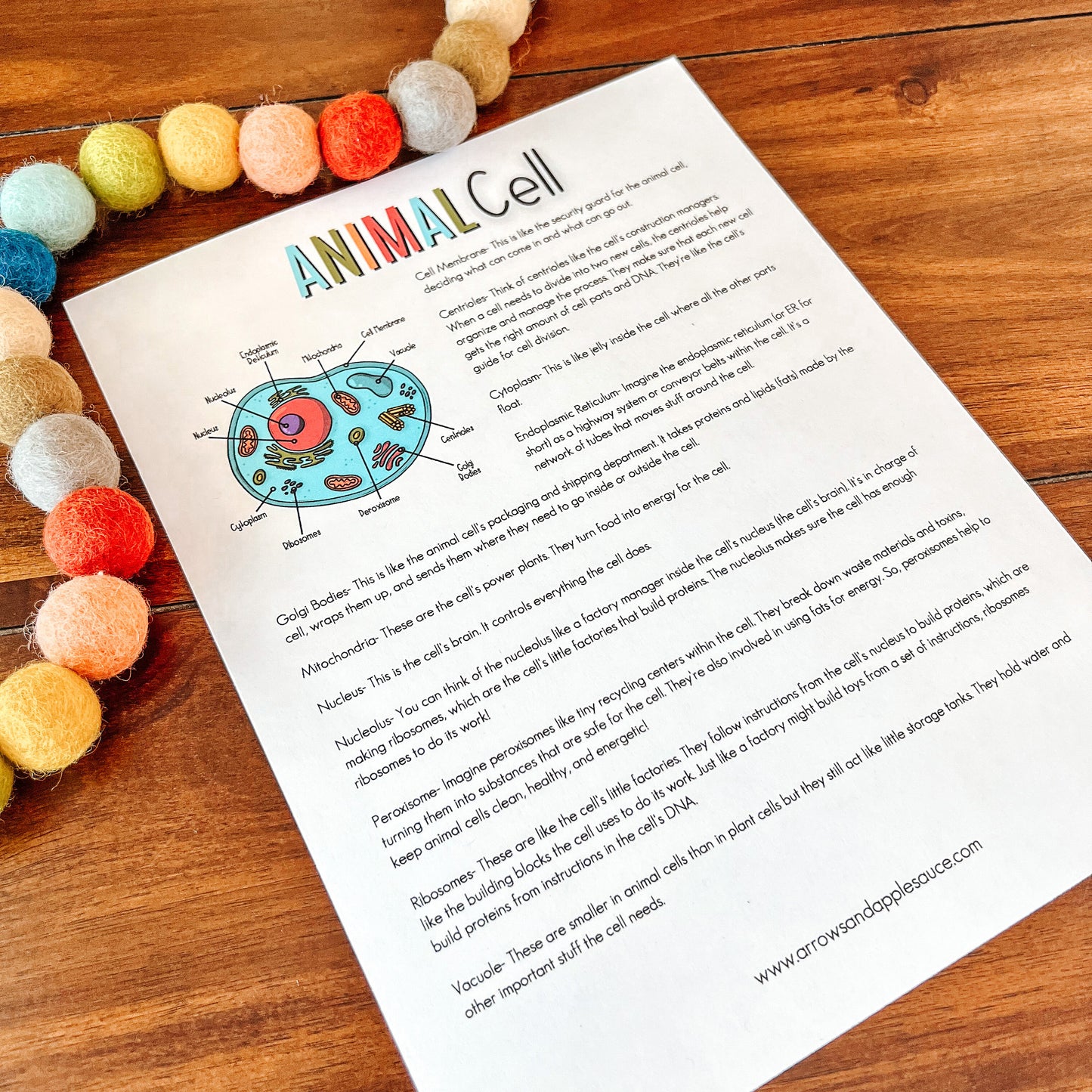 Cell Structure Diagram Printable Bundle, Plant Cell, Animal Cell, Biology Lesson, Kids Homeschool Activity, Earth Science, Coloring Page