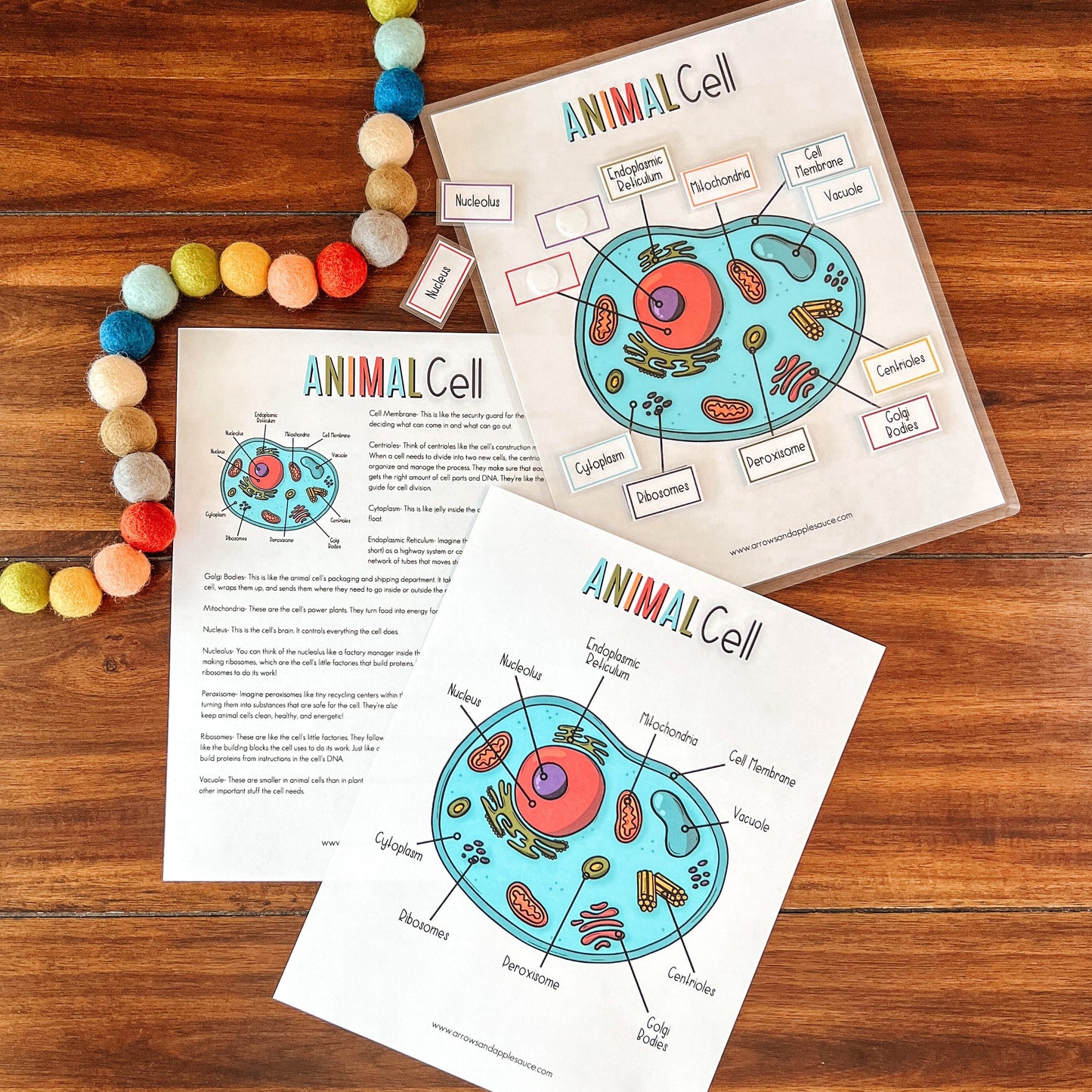 Cell Structure Diagram Printable Bundle, Plant Cell, Animal Cell, Biology Lesson, Kids Homeschool Activity, Earth Science, Coloring Page