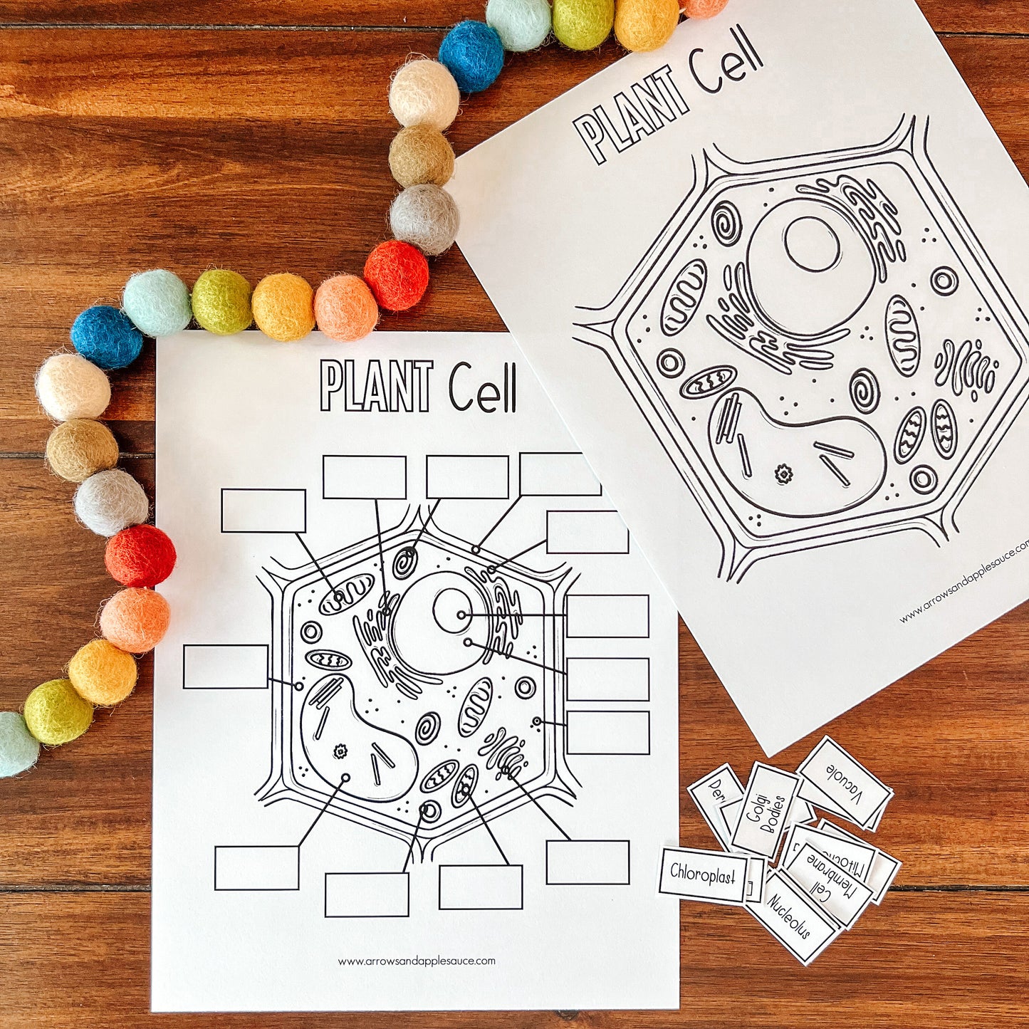 Cell Structure Diagram Printable Bundle, Plant Cell, Animal Cell, Biology Lesson, Kids Homeschool Activity, Earth Science, Coloring Page